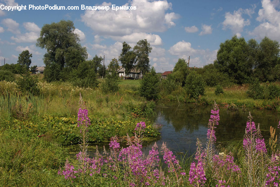 Flora, Flower, Foxglove, Plant, Lupin, Blossom, Field