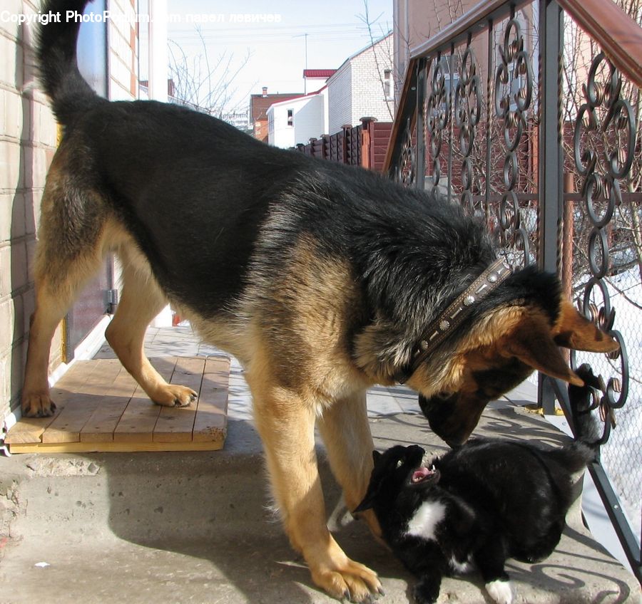 Animal, Canine, Dog, German Shepherd, Mammal, Pet, Husky