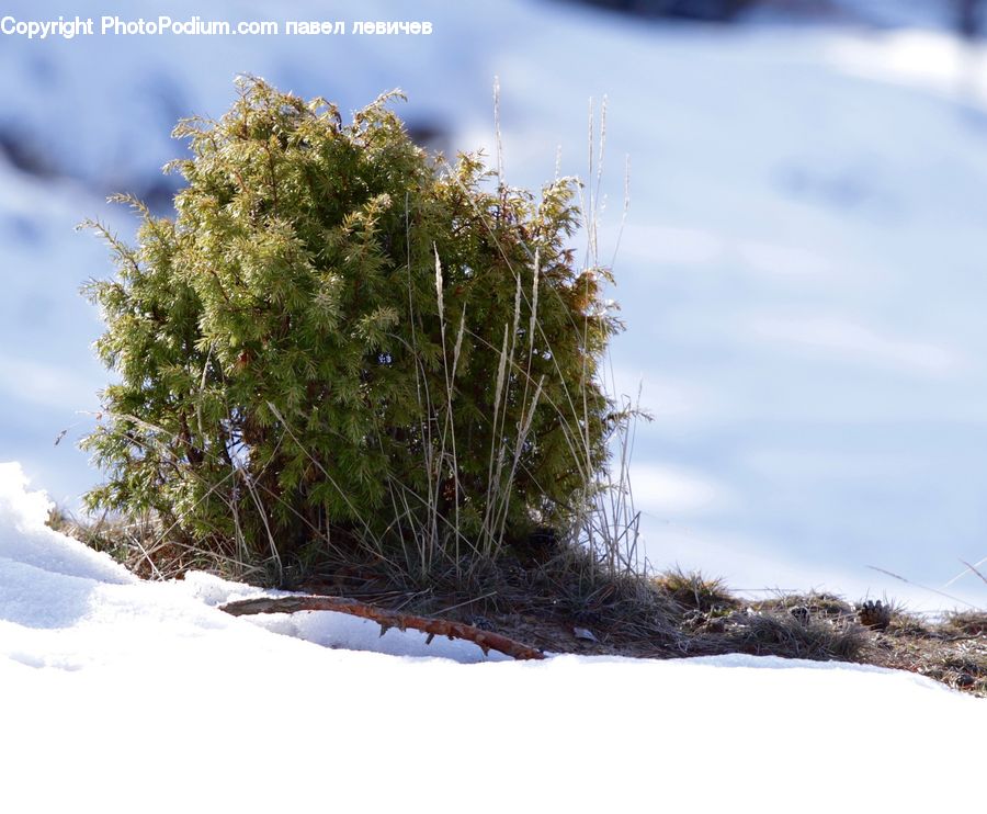 Bush, Plant, Vegetation, Conifer, Fir, Tree, Field