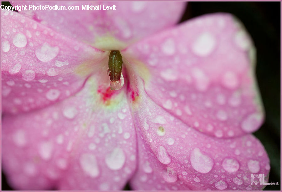 Blossom, Flora, Flower, Geranium, Plant, Anther, Petal