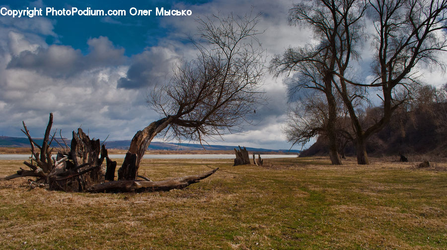 Plant, Tree, Field, Grass, Grassland, Land, Outdoors