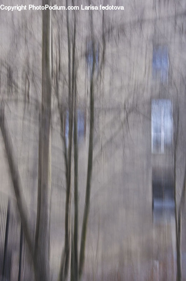 Blizzard, Outdoors, Snow, Weather, Winter, Grass, Plant