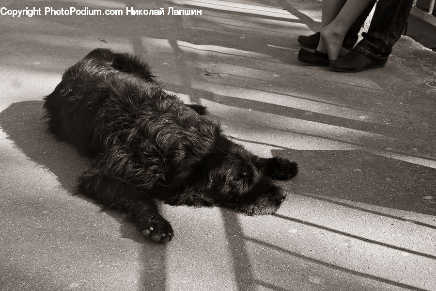 Footwear, Shoe, Animal, Canine, Dog, Mammal, Pet