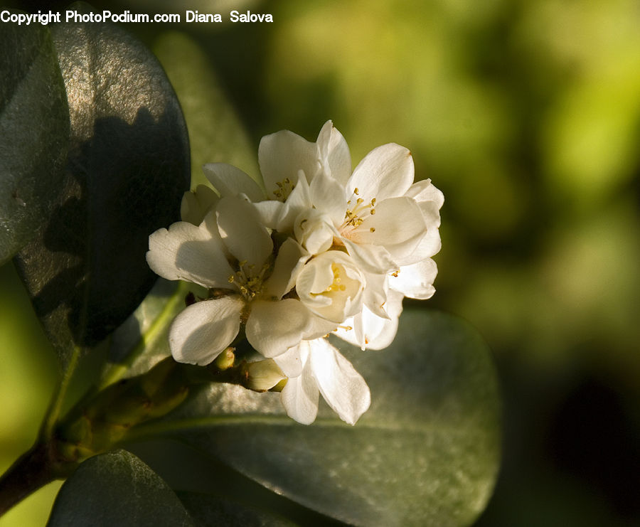 Blossom, Flora, Flower, Plant, Lilac, Fruit, Grapes