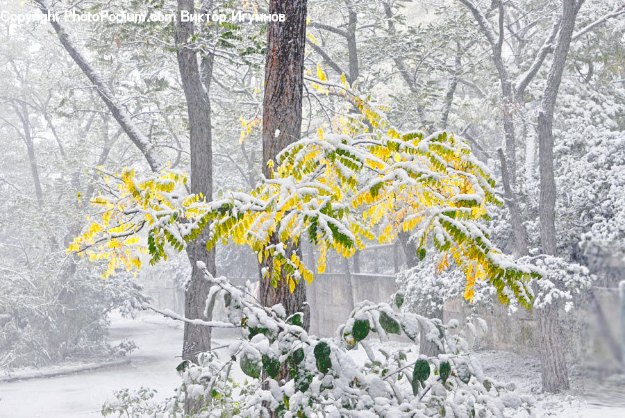 Ice, Outdoors, Snow, Conifer, Fir, Plant, Tree