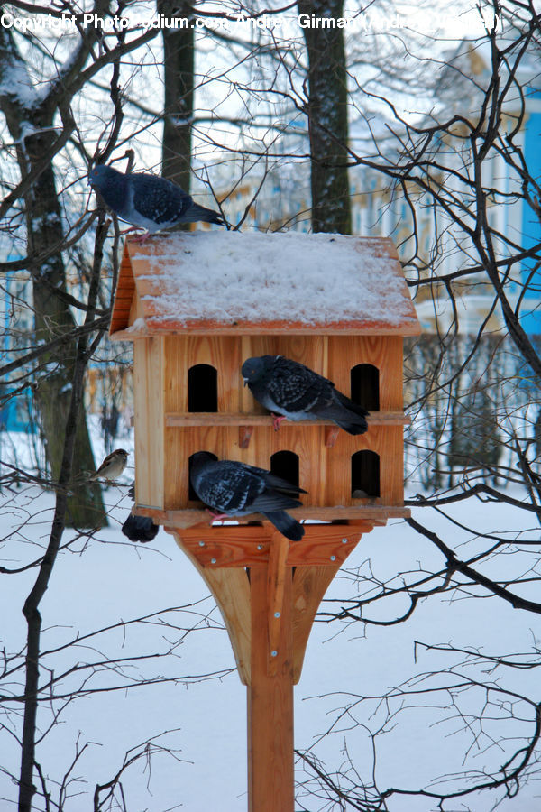 Cabin, Tree House, Accipiter, Bird, Quail, Furniture, Wren