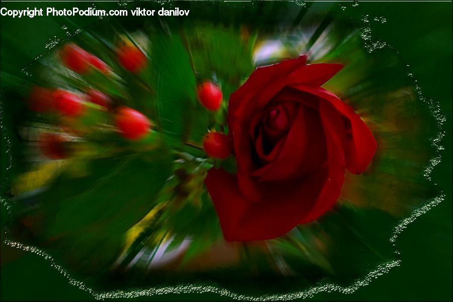 Blossom, Flower, Plant, Rose, Flower Arrangement, Flower Bouquet, Flora