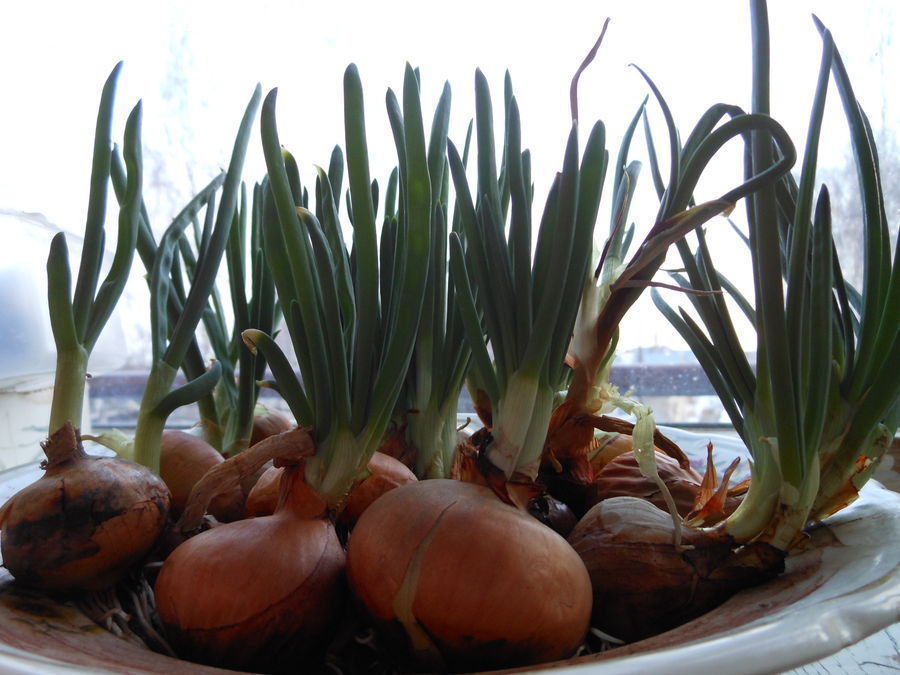 Aloe, Plant, Potted Plant, Produce, Vegetable, Squash, Pumpkin