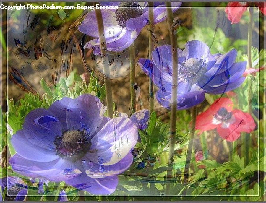 Collage, Poster, Blossom, Flora, Flower, Plant, Garden