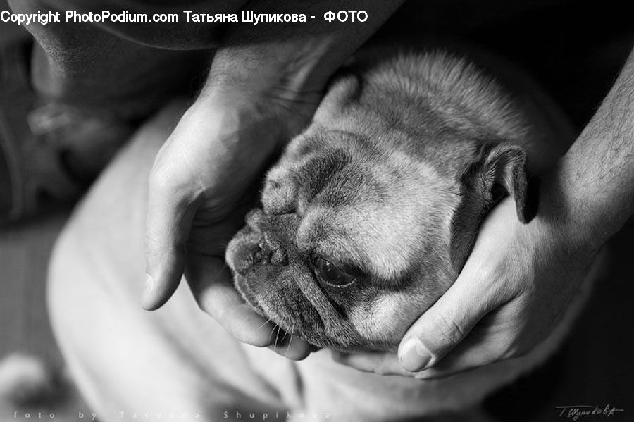 Animal, Canine, Dog, Mammal, Pet, Pug
