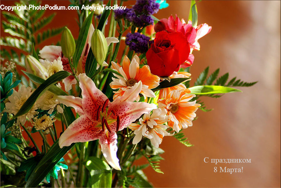 Blossom, Flower, Plant, Rose, Flora, Gladiolus, Lily