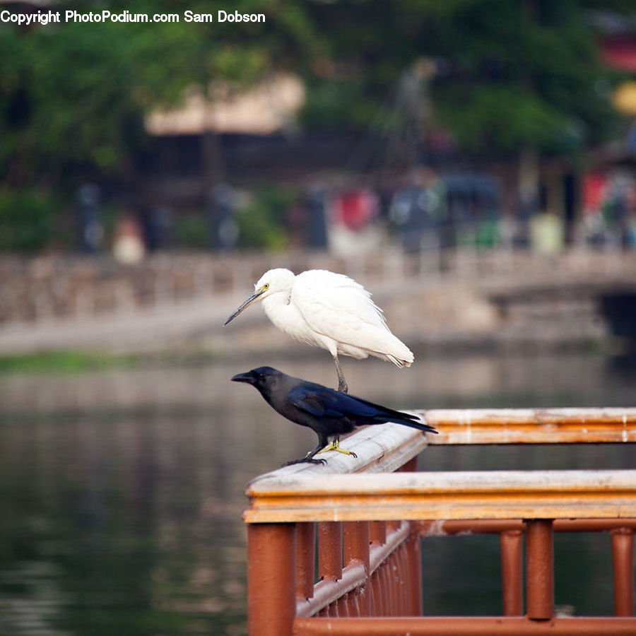 Bird, Blackbird, Crow, Seagull, Crane Bird, Heron, Dove