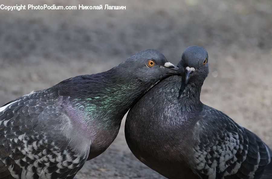 Bird, Pigeon, Dove
