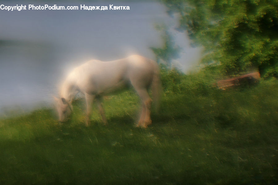 Animal, Colt Horse, Foal, Horse, Mammal, Deer, Elk