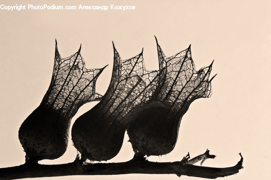 Animal, Bat, Racket, Silhouette, Oak, Tree, Wood