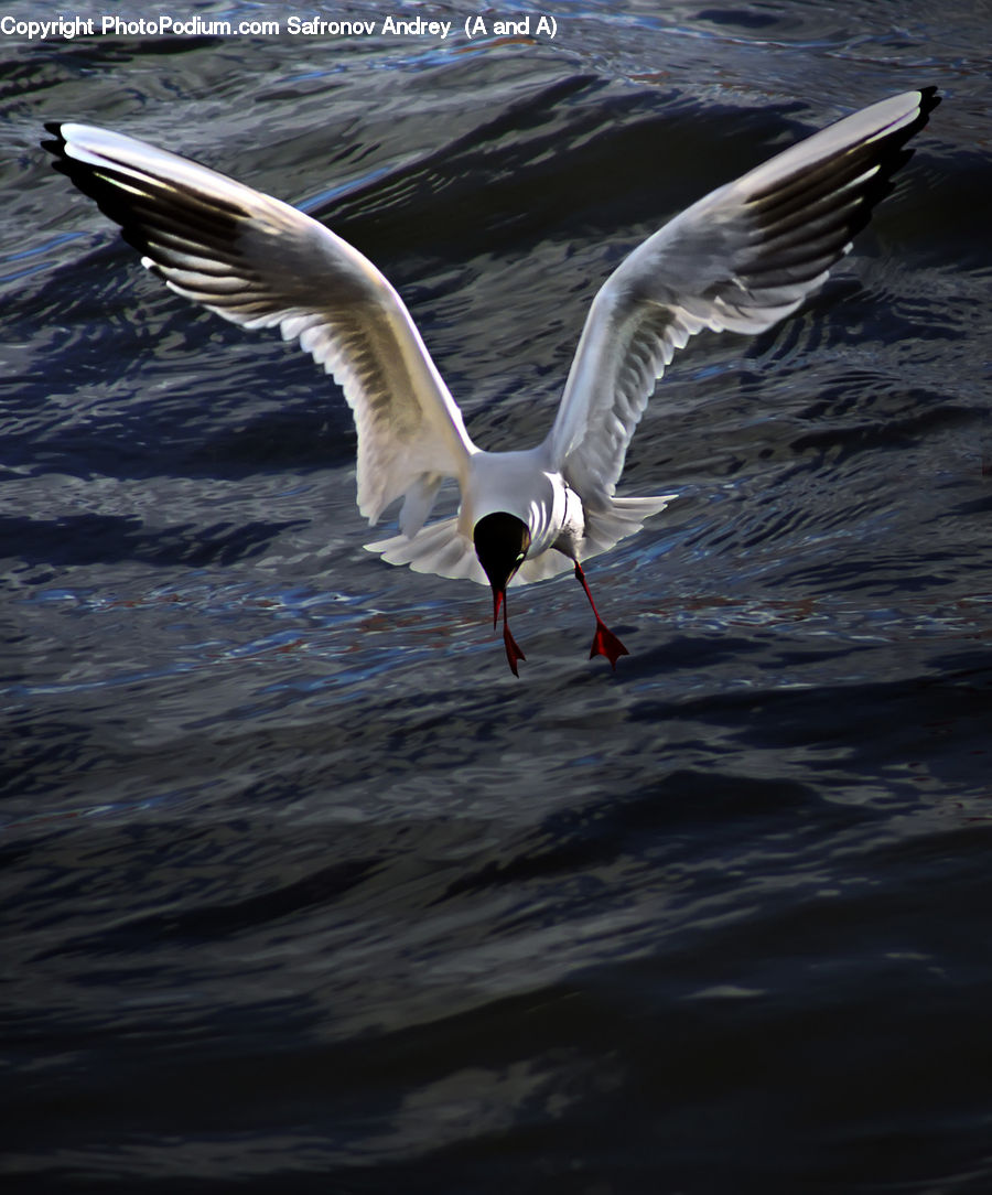 Animal, Fish, Humpback, Sea Life, Whale, Bird, Seagull
