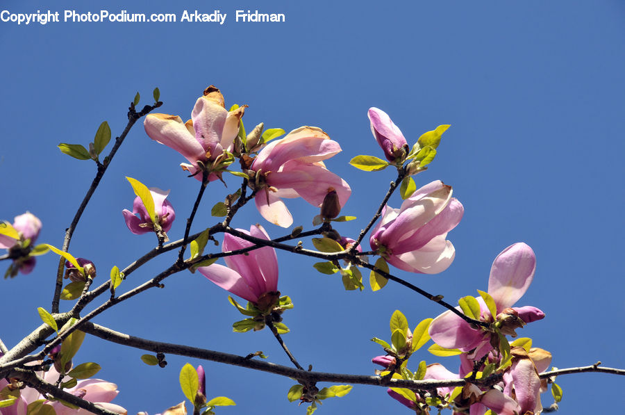 People, Person, Human, Blossom, Flora, Flower, Plant