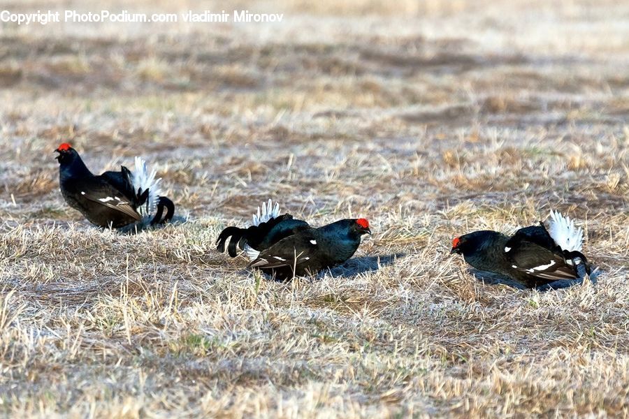 Bird, Grouse, Magpie, Pheasant, Agelaius, Crow, Blackbird
