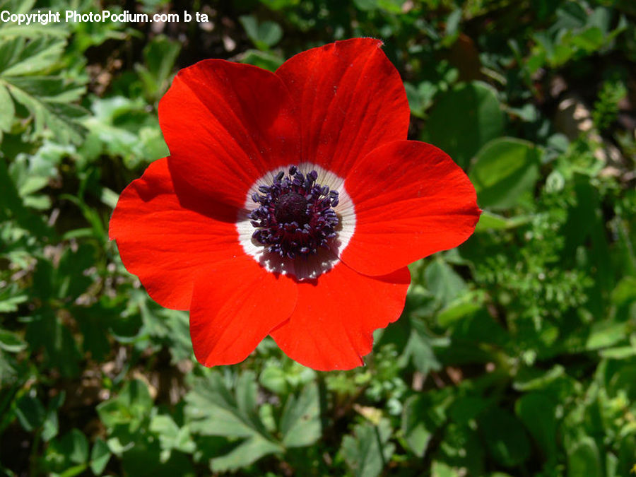 Blossom, Flora, Flower, Plant, Poppy, Anemone, Fiber