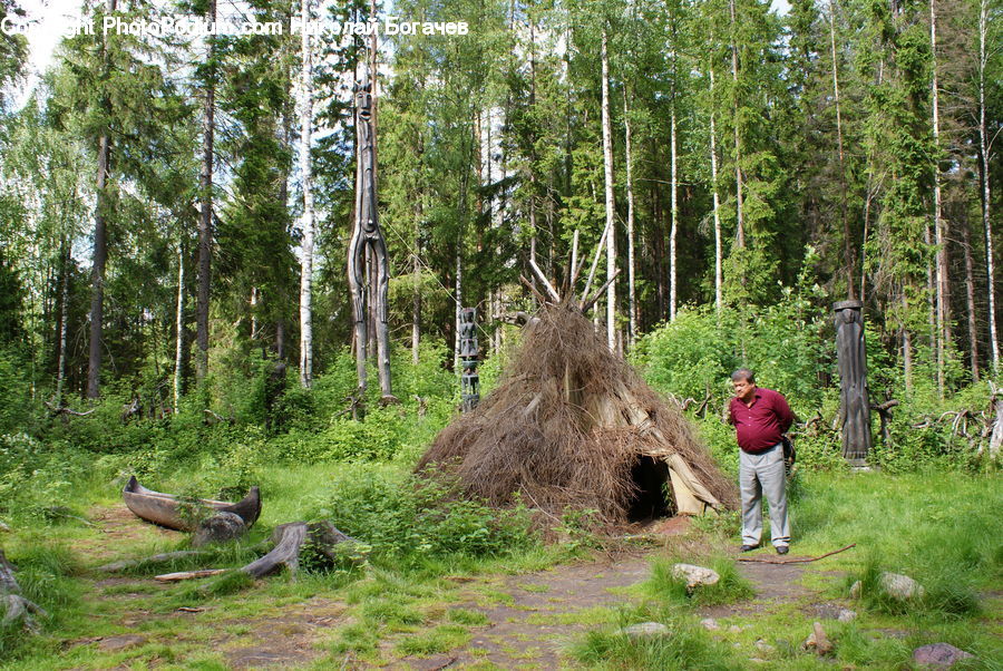 Forest, Vegetation, Building, Shack, Shelter, Plant, Potted Plant