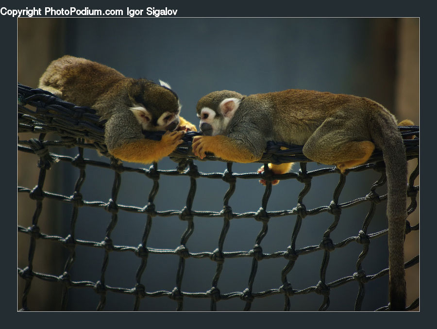 Asleep, Badger, Person, Adorable, Hug, Kiss