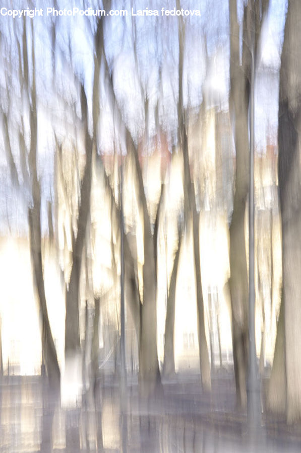 Plant, Tree, Birch, Wood, Forest, Vegetation, Field