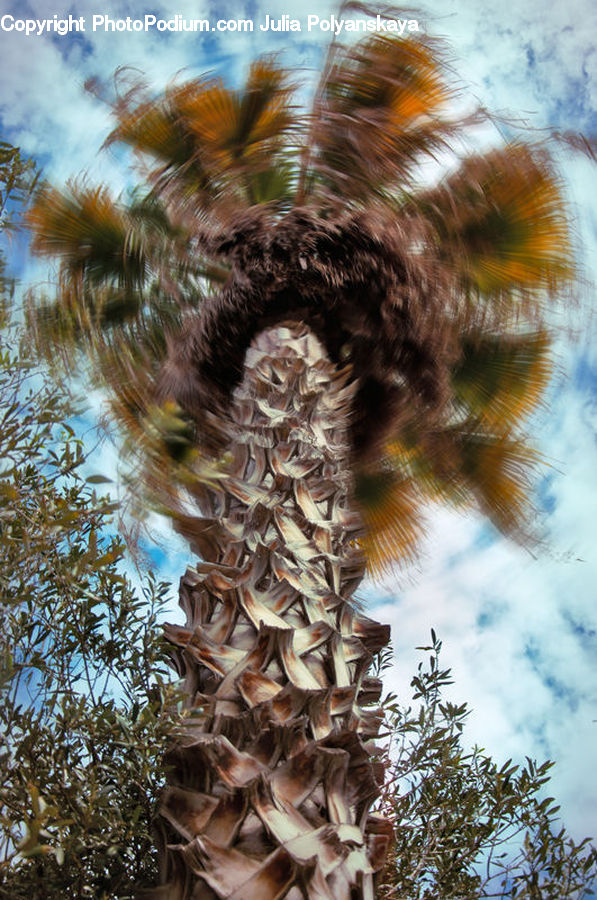 Plant, Tree, Palm Tree, Blossom, Flora, Flower, Conifer