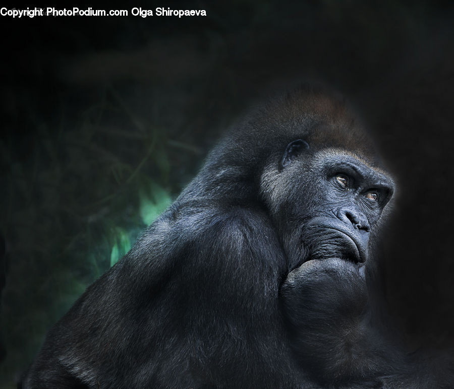 Animal, Ape, Mammal, Monkey