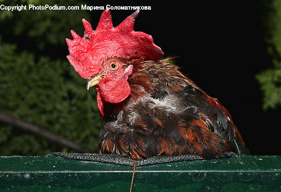 Bird, Chicken, Cock Bird, Fowl, Rooster, Poultry