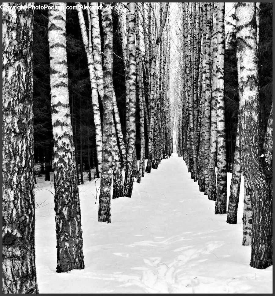 Birch, Tree, Wood, Forest, Vegetation, Ice, Outdoors