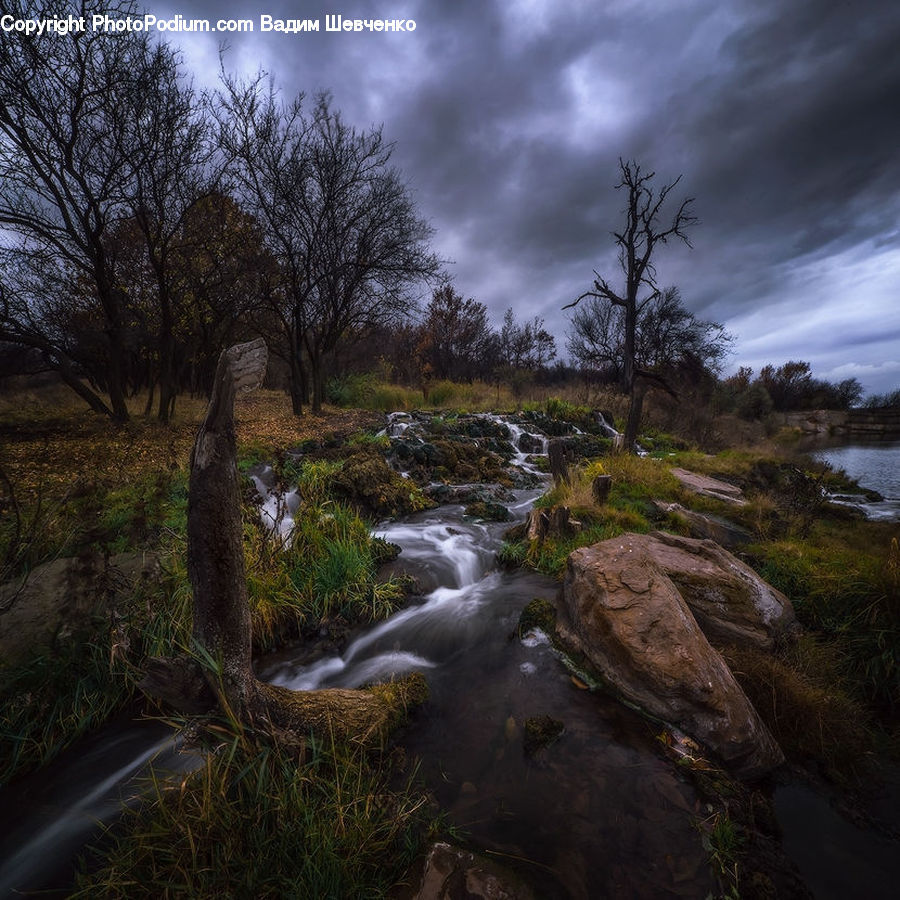 Plant, Potted Plant, Creek, Outdoors, River, Water, Bush