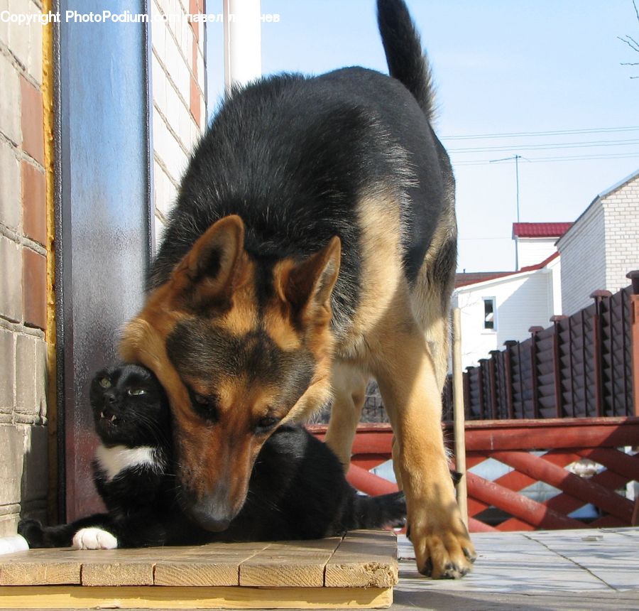 Animal, Canine, Dog, German Shepherd, Mammal, Pet, Collie