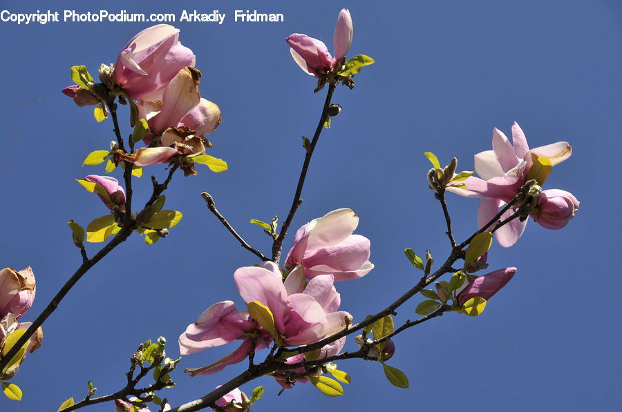 Blossom, Flora, Flower, Plant, Petal, Foxglove, Cherry Blossom