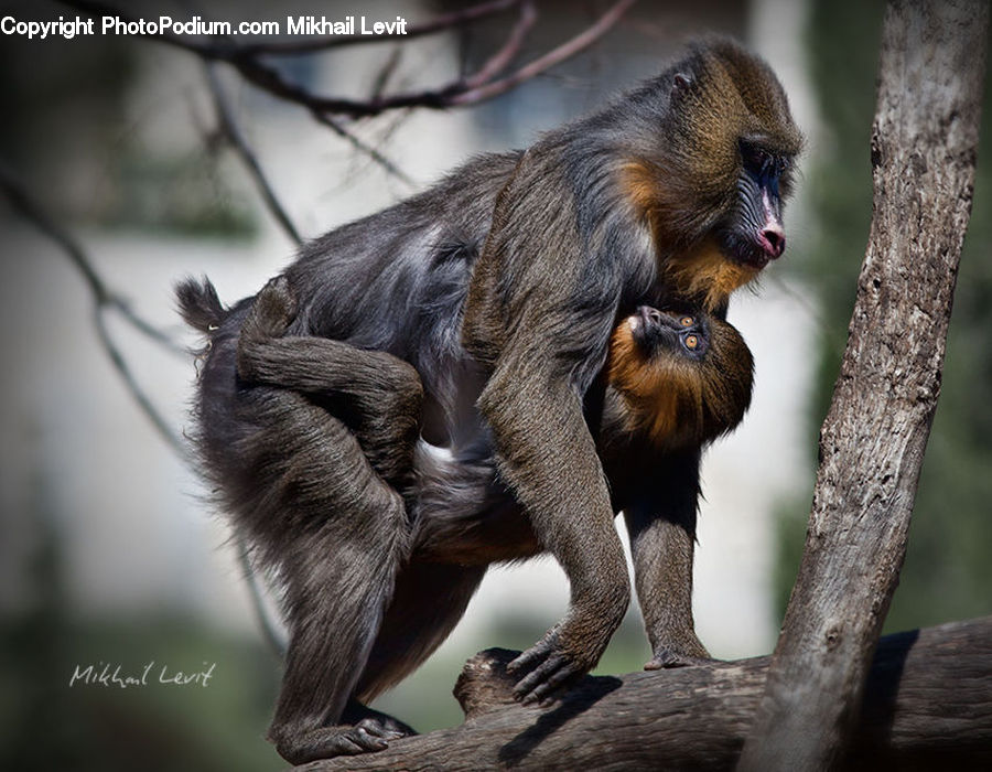 Animal, Mammal, Monkey, Rodent, Squirrel