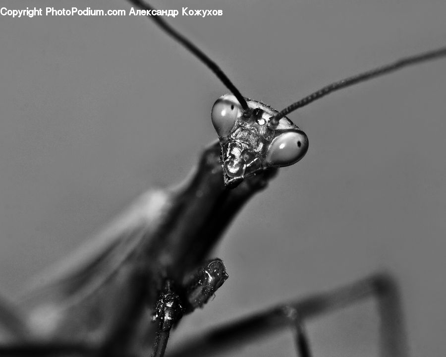 Insect, Invertebrate, Mosquito, Mantis, Accessories, Asilidae