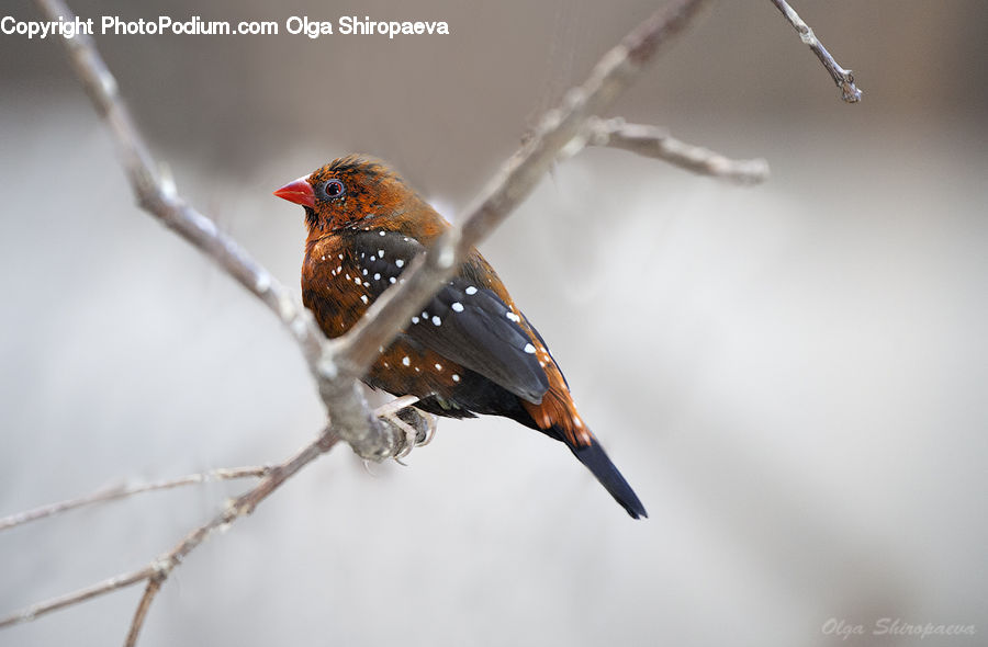 Bird, Finch, Head, Portrait, Wren