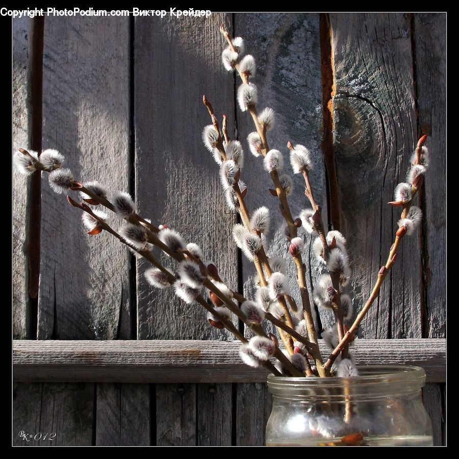 Animal, Zoo, Plant, Grass, Reed, Blossom, Flora