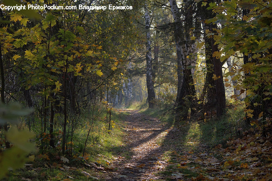 Dirt Road, Gravel, Road, Forest, Vegetation, Oak, Sycamore