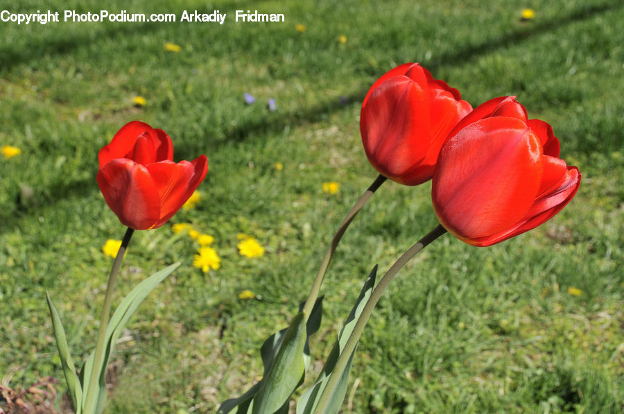 Blossom, Flora, Flower, Plant, Tulip, Crocus, Field