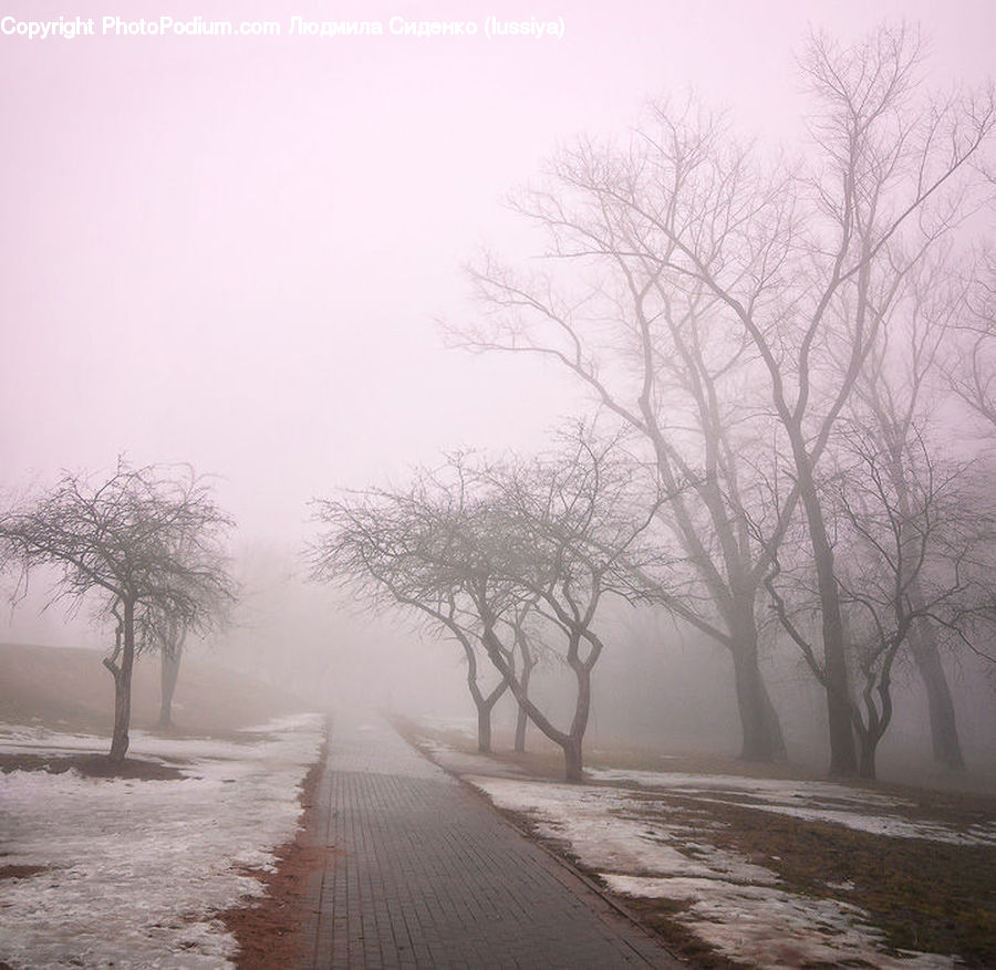 Fog, Mist, Outdoors, Frost, Ice, Snow, Plant