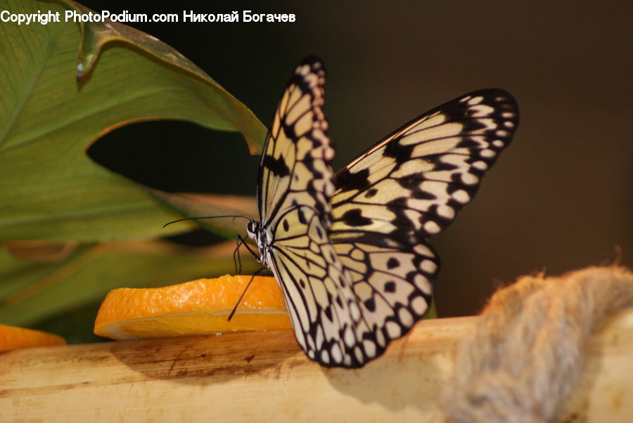 Butterfly, Insect, Invertebrate