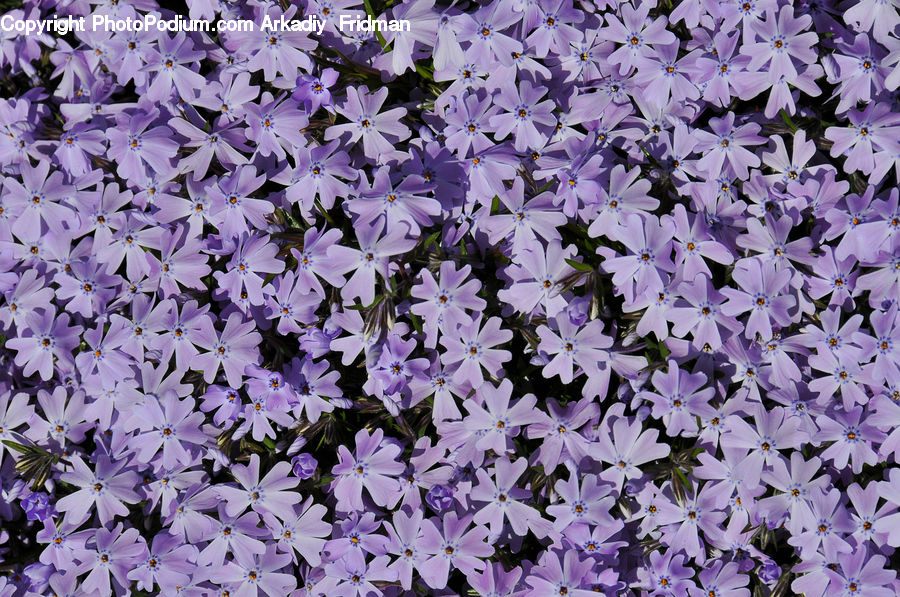 Blossom, Flora, Flower, Geranium, Plant, Lilac, Crocus