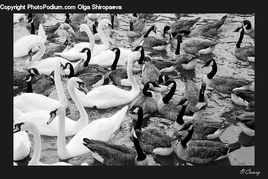 Bird, Swan, Waterfowl, Goose, Paper, Rubble, Collage