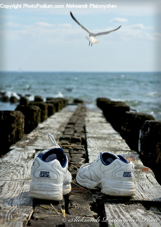 Bird, Seagull, Boat, Dinghy, Footwear, Shoe, Rock