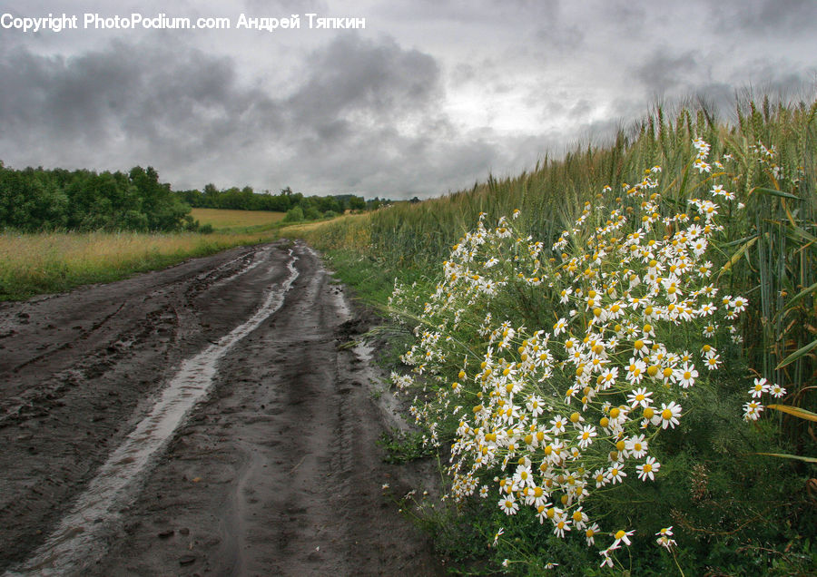 Dirt Road, Gravel, Road, Landscape, Nature, Scenery