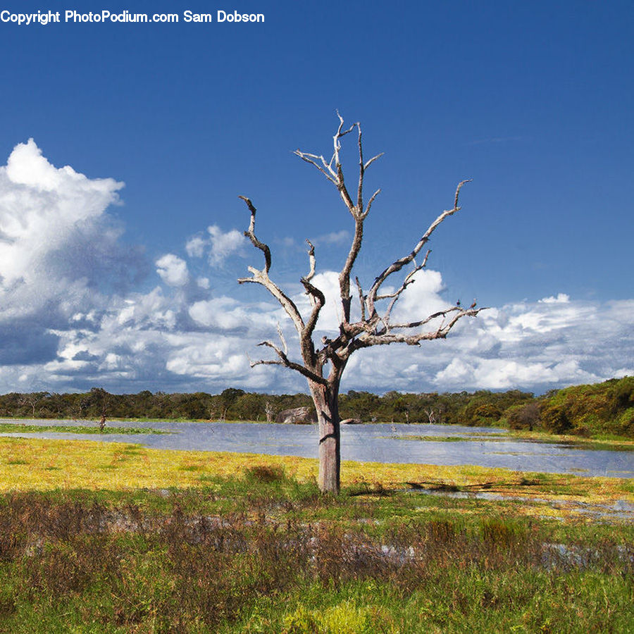 Field, Grass, Grassland, Land, Outdoors, Plant, Tree