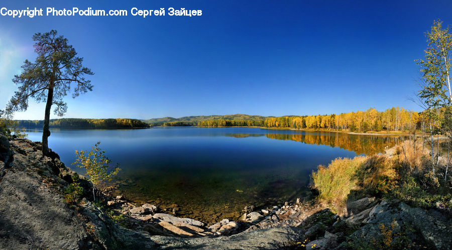 Lake, Outdoors, Water, Birch, Tree, Wood, Forest