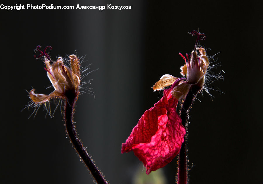 Arachnid, Garden Spider, Insect, Invertebrate, Spider, Blossom, Flora