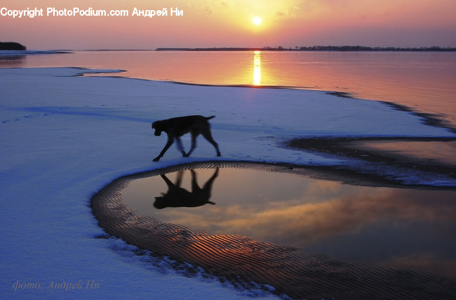 Dawn, Dusk, Sky, Sunrise, Sunset, Leisure Activities, Animal