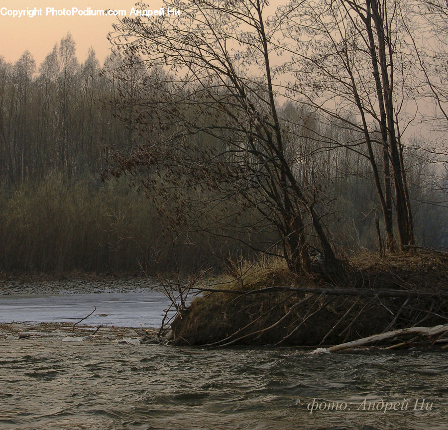 Flood, Land, Marsh, Pond, Swamp, Water, Landscape